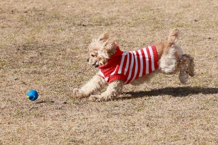 太陽ちゃんのレトリーブは楽しすぎる