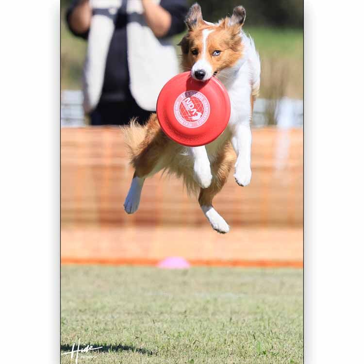 愛犬のハイジャンプ写真