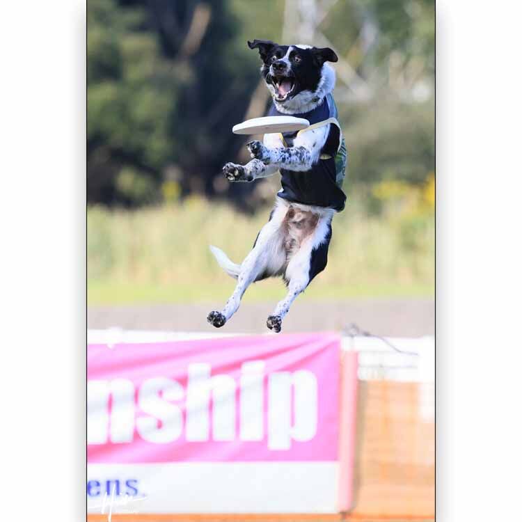 愛犬のハイジャンプ写真