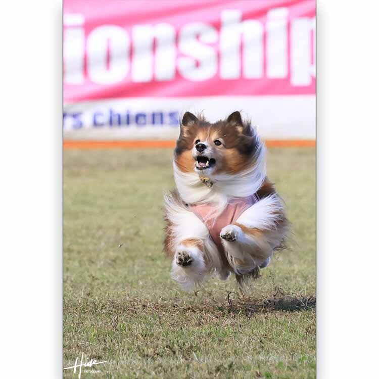 今日はシェルティーちゃん