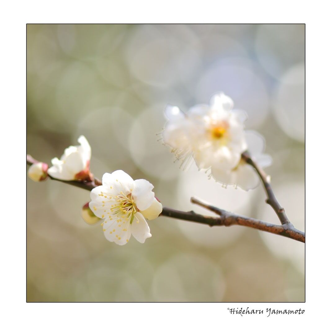 梅の花と背景の丸いボケ味