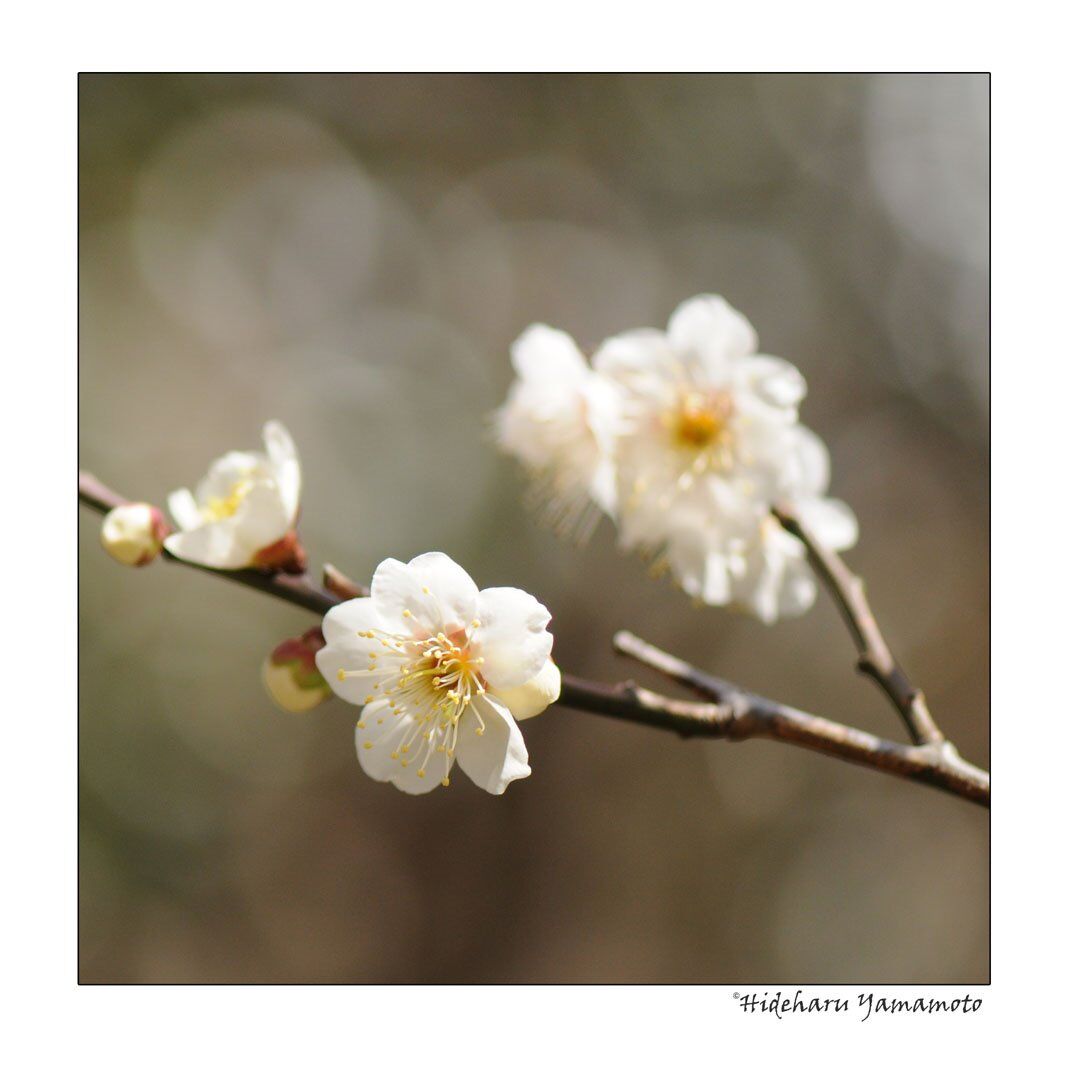 梅の花と背景の丸いボケ味