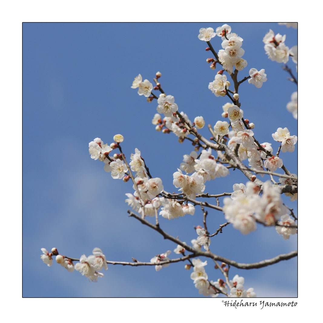 梅の花と背景の丸いボケ味