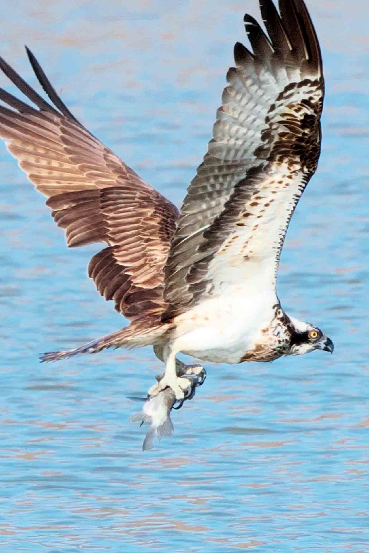 久しぶりに鳥の撮影をしてきました。