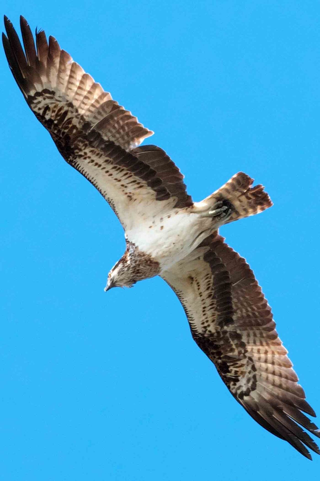 久しぶりに鳥の撮影をしてきました。