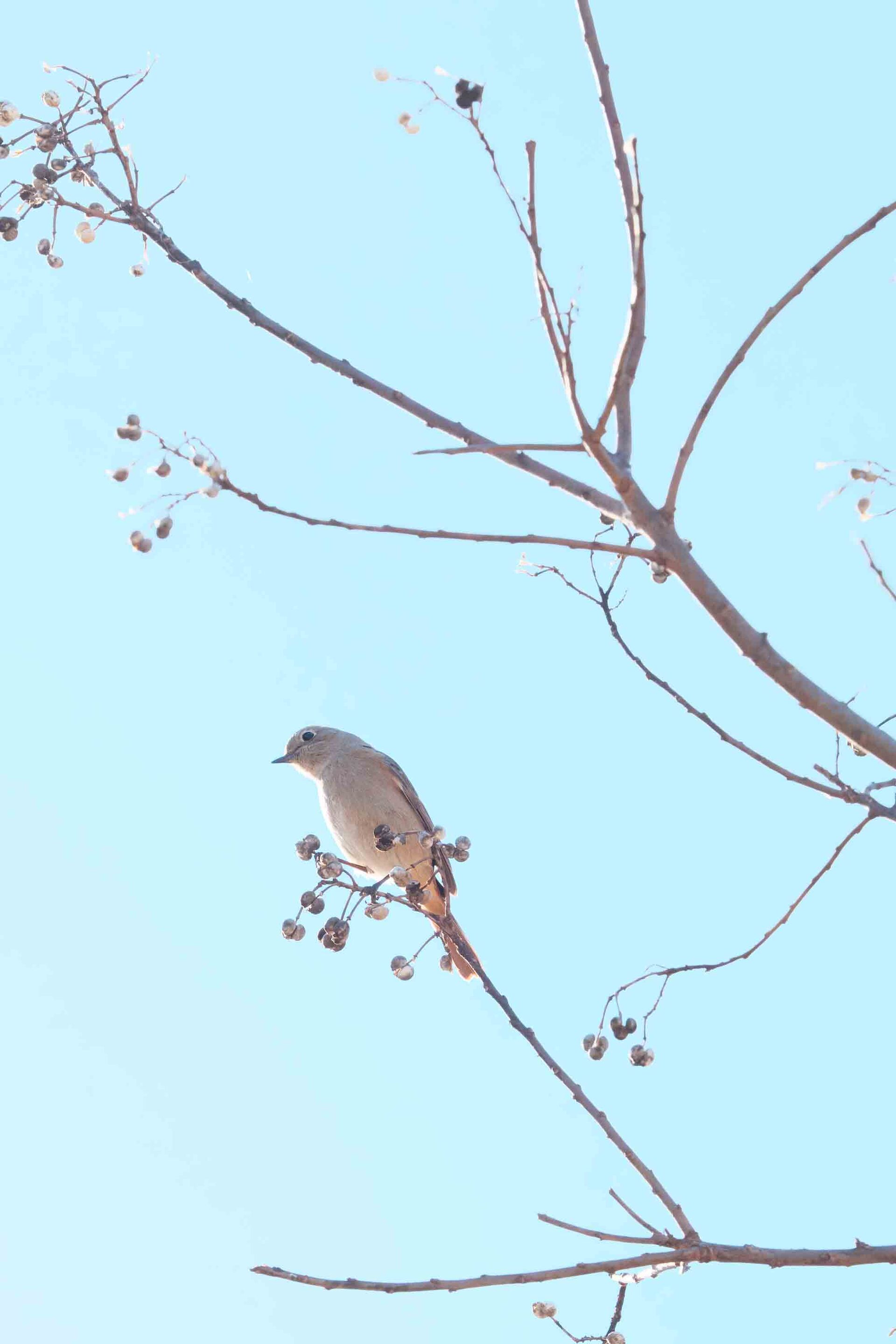 昨日に続き今日も鳥さんの写真です