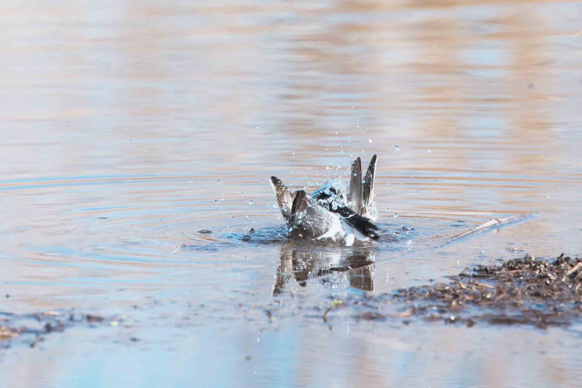 ハクセキレイが気持ちよさそうに水浴びしていました。