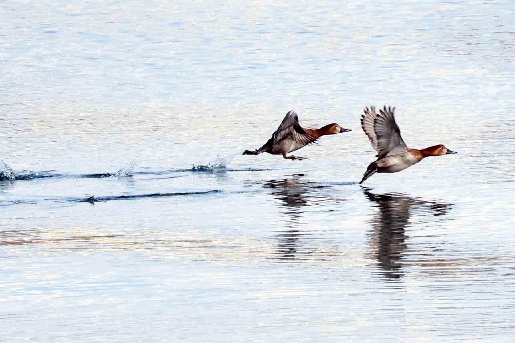 今日の鳥さんは、地元の狩野川河口で。