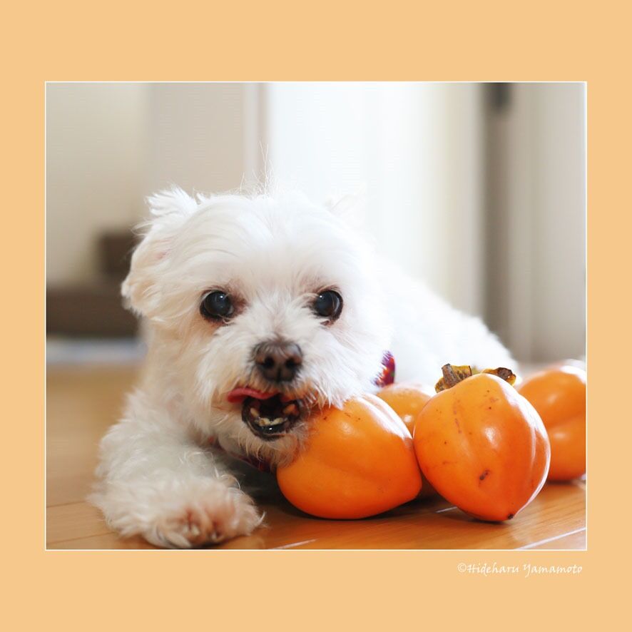 犬に柿をあげてもいいのか？ご存じですか？