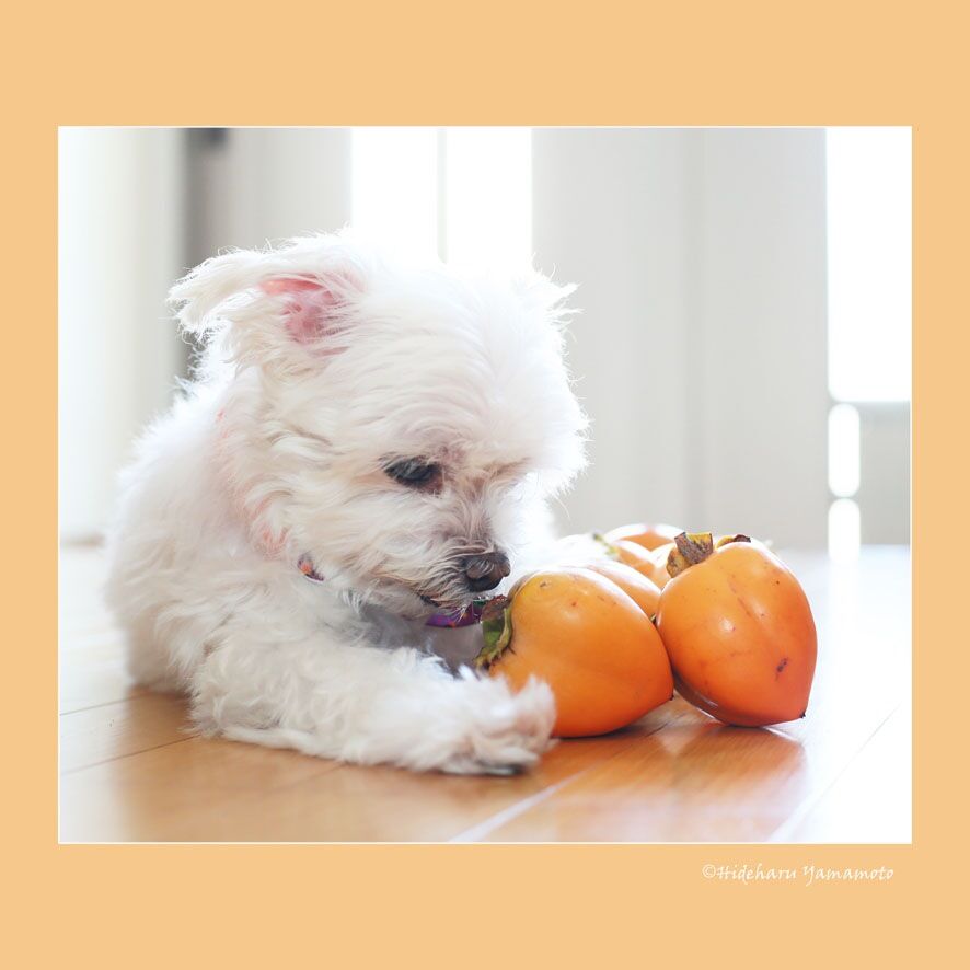 犬に柿をあげてもいいのか？ご存じですか？