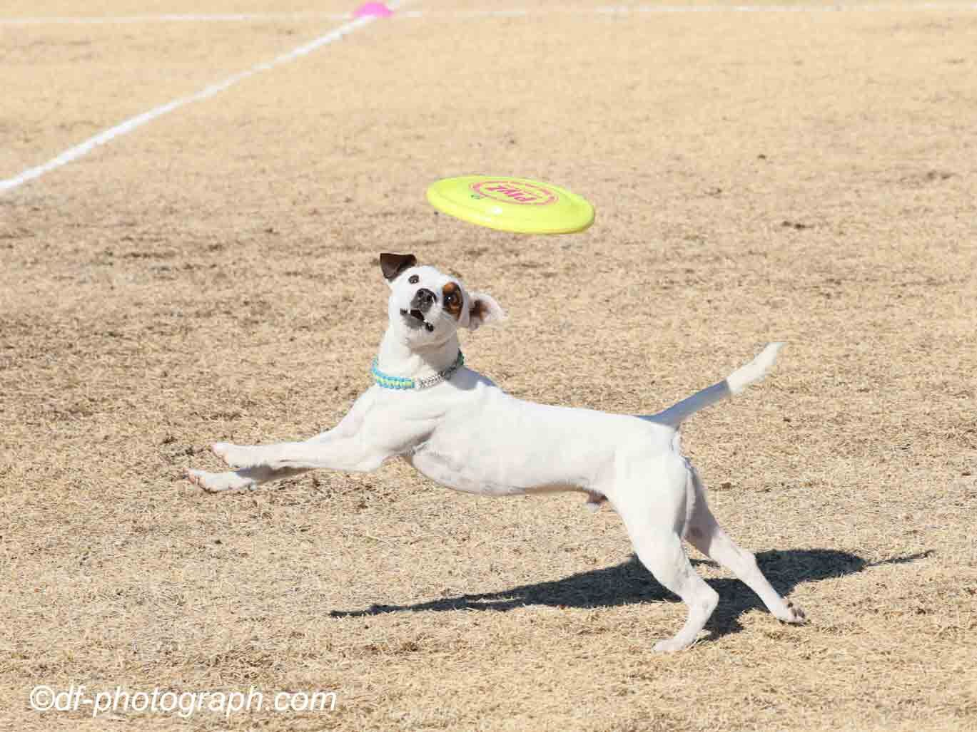 24日PlyZ競技会の写真をご紹介します。