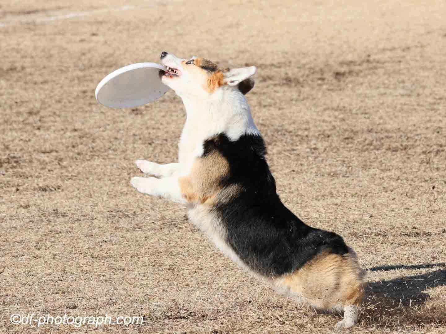 24日PlyZ競技会の写真をご紹介します。