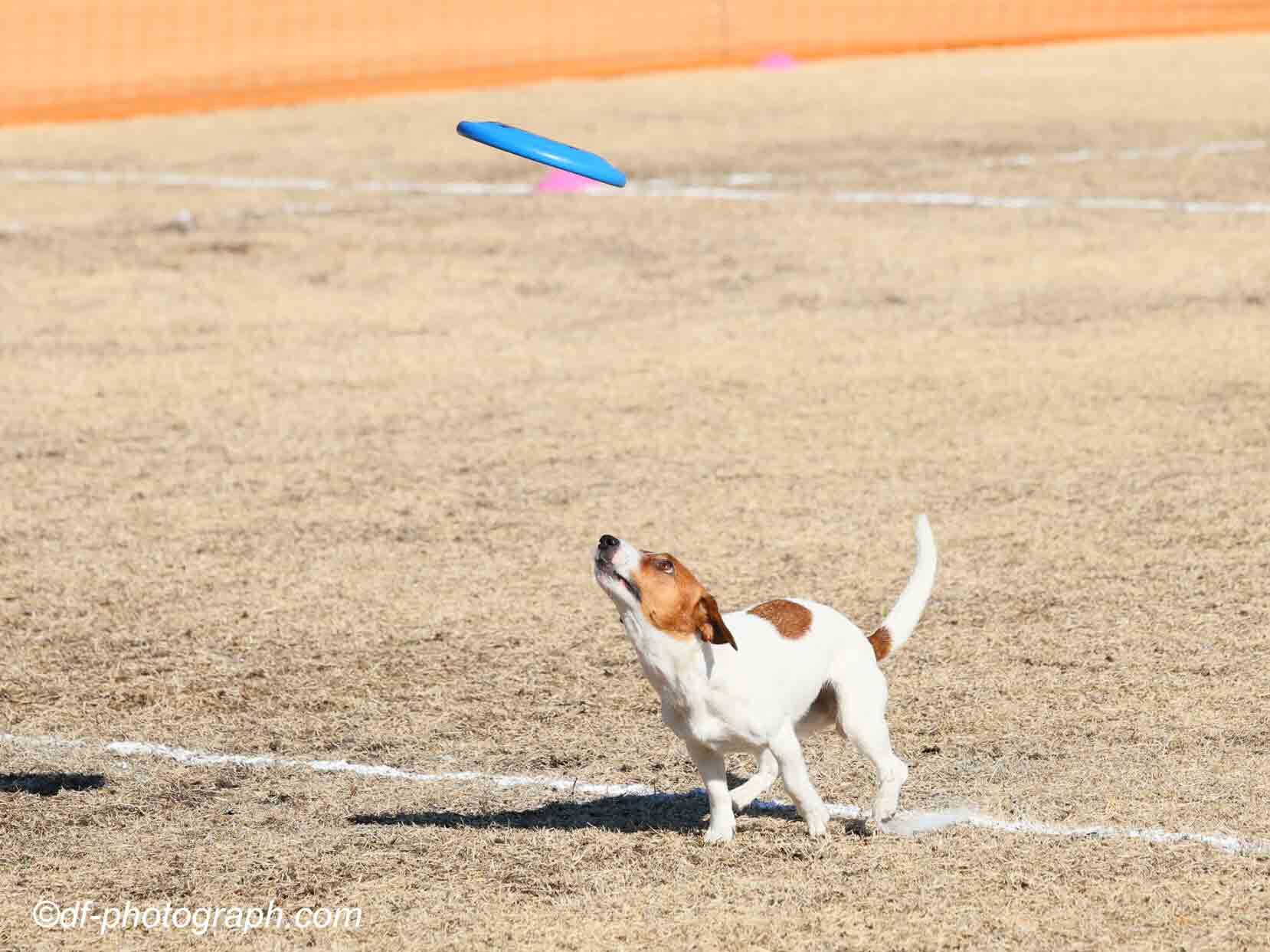 24日PlyZ競技会の写真をご紹介します。