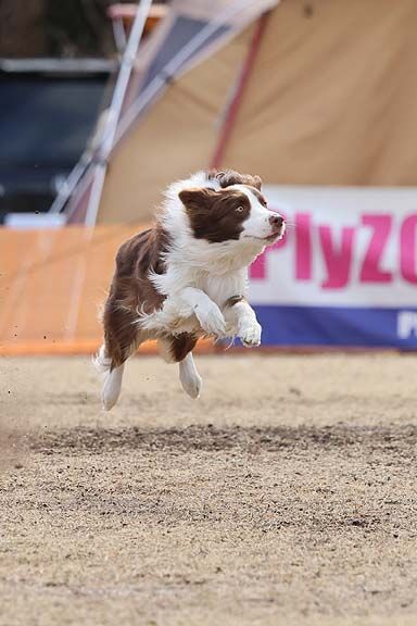ディスク大会での犬の後ろ足について