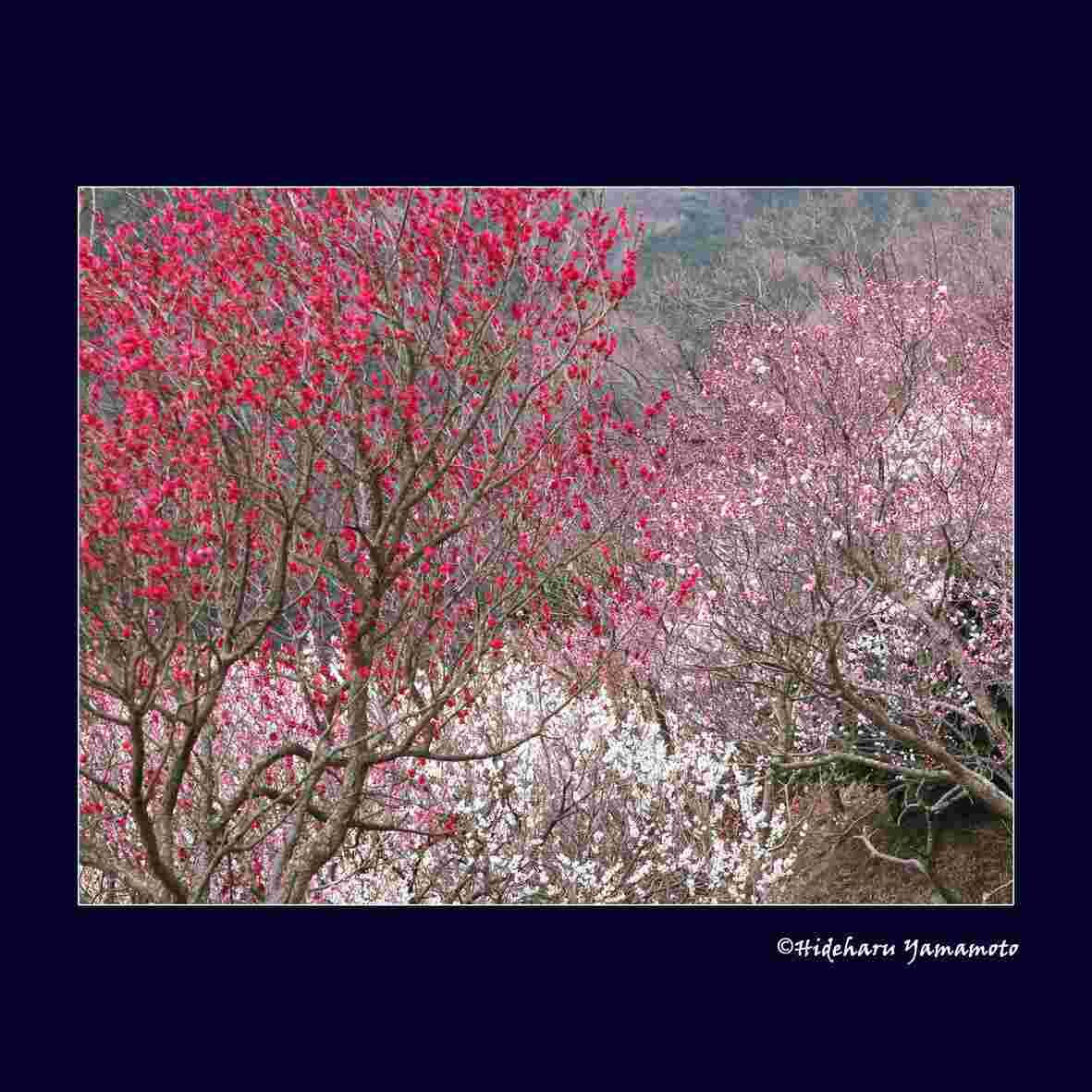 神奈川県ある幕山梅林公園はちょうど見ごろ