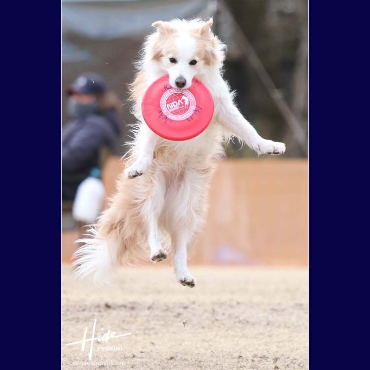 今日のワンコVol.7