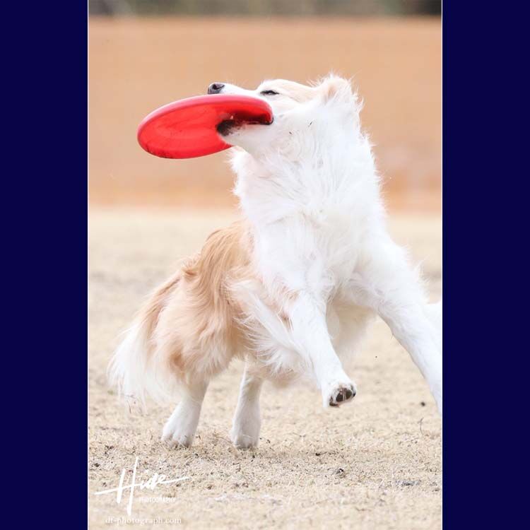 今日のワンコVol.7