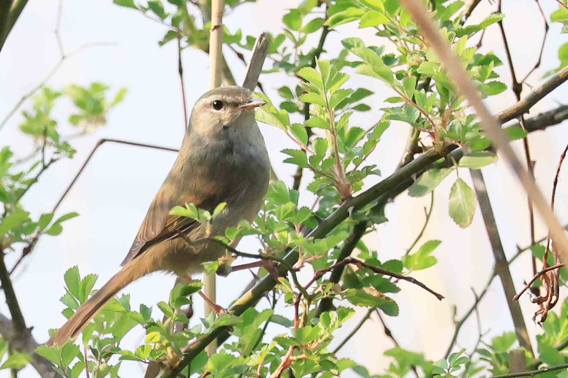 ウグイスもきれいな声で鳴き始めました。