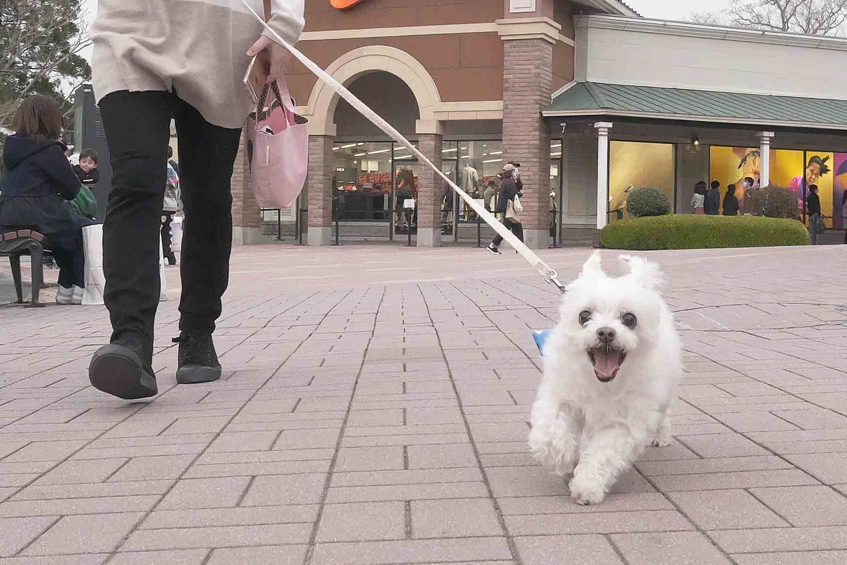 今日は我が家の愛犬の誕生日です。