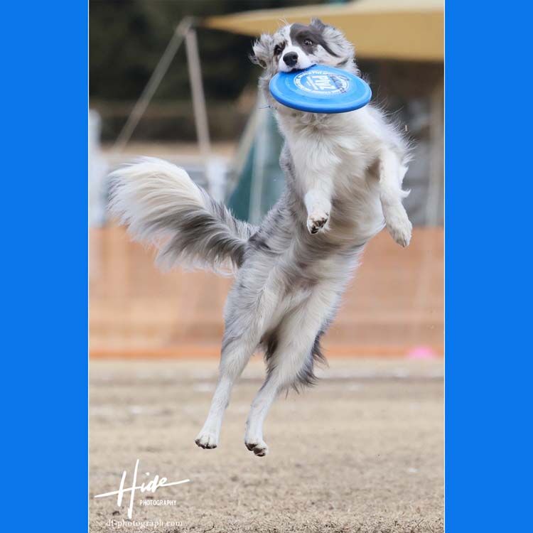 今日のワンコ　Vol.15