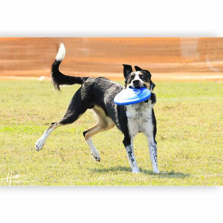 静岡県で行われるディスクドッグの撮影を是非ご依頼ください。