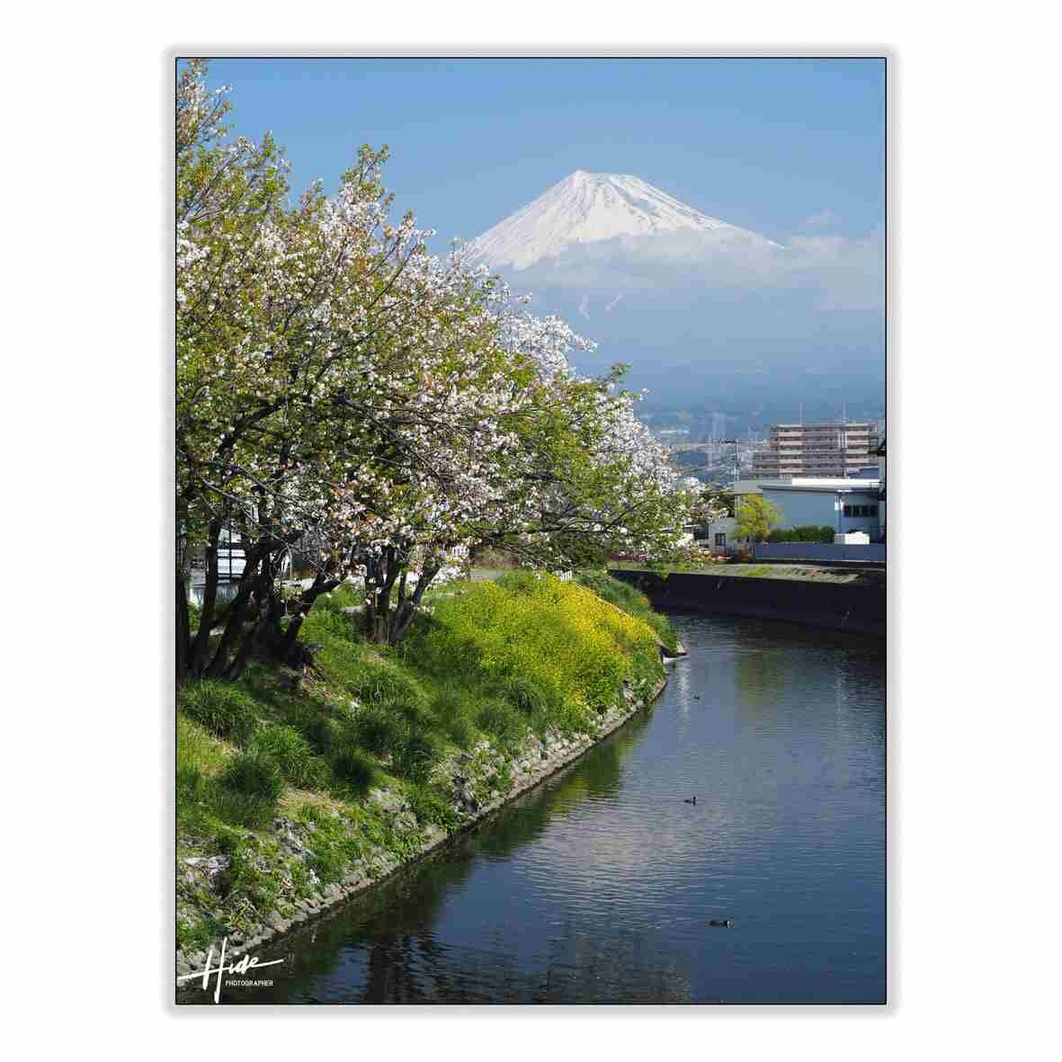 東海道五十三次の名所となっている富士市の左富士