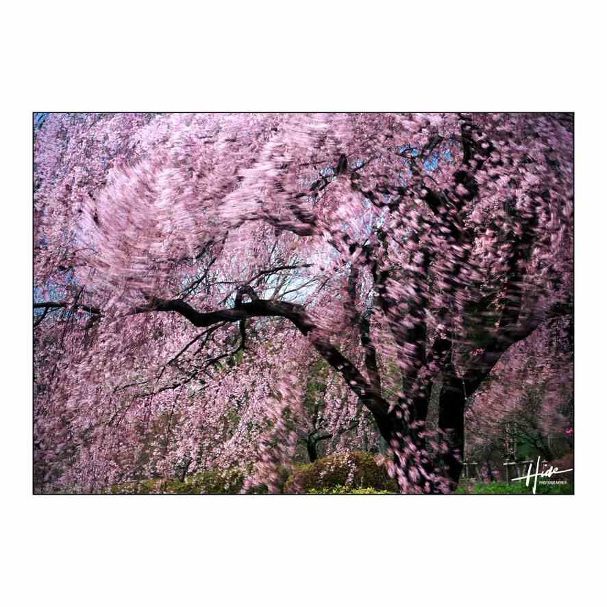 風が強い日に桜を撮影する方法にこんなのはどうでしょう？