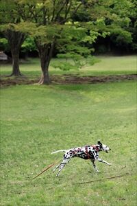 ダルメシアンのオレオ君　静岡のワンコカメラマン
