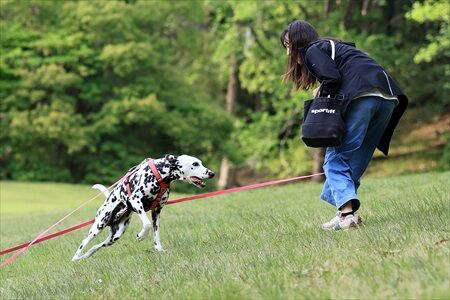ダルメシアンのオレオ君　静岡のワンコカメラマン