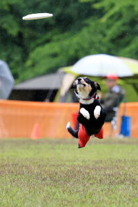 NDA Japan Cupの会場に行ってみました。Vol.6 ワンコカメラマン