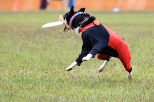 NDA Japan Cupの会場に行ってみました。Vol.７ ワンコカメラマン