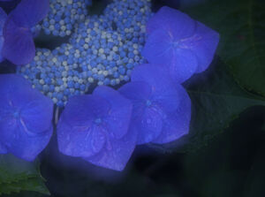 アジサイの花が見ごろを迎えています。
