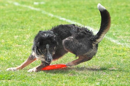 ベテランズクラスのカテゴリーは感動します。静岡のワンコカメラマン。
