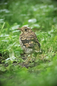 今日は鳥さんの紹介です。静岡のワンコカメラマン。