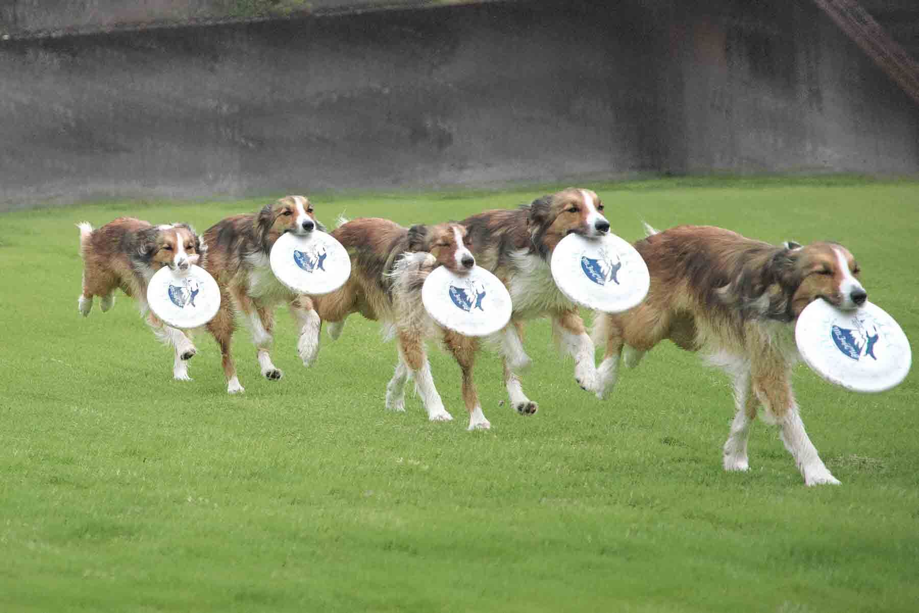 こんな合成も楽しくないでしょうか？静岡のワンコカメラマン