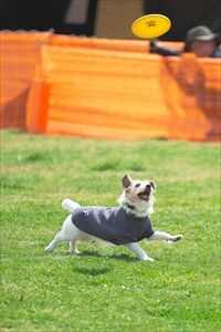 ベテランズクラスのカテゴリーは感動します。その②　静岡のワンコカメラマン。