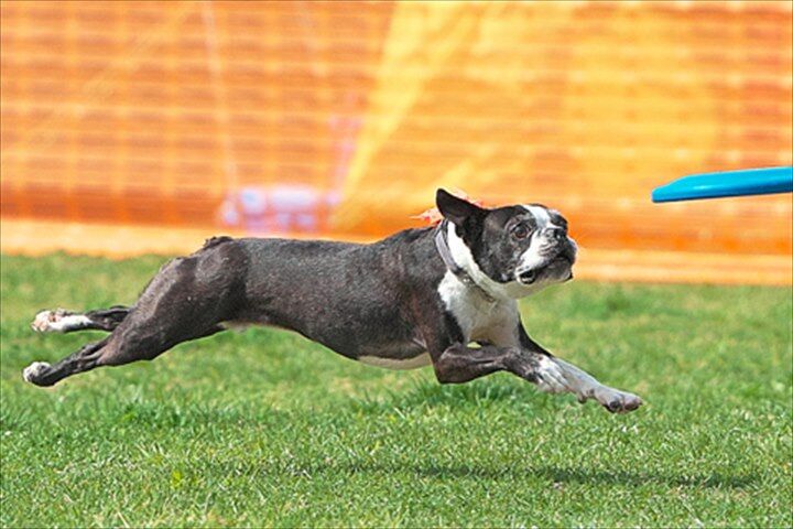 ASDC2025　小型犬だけのディスクドッグ日本一決定戦！