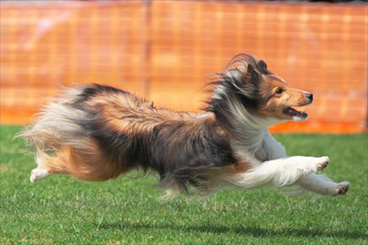 ASDC2025　小型犬だけのディスクドッグ日本一決定戦！