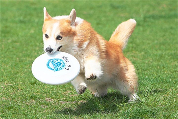 ASDC2025　小型犬だけのディスクドッグ日本一決定戦！