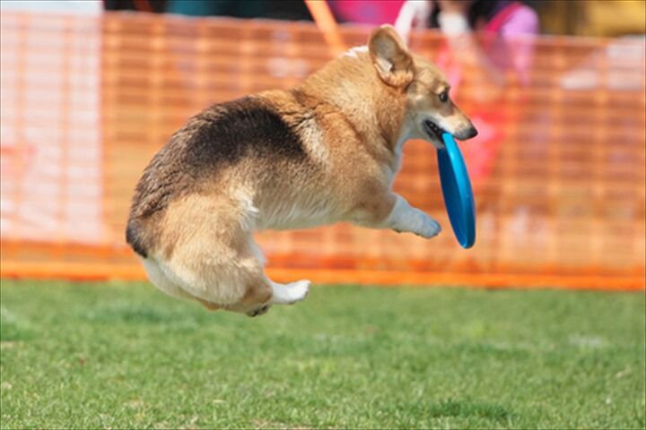 ASDC2025　小型犬だけのディスクドッグ日本一決定戦！