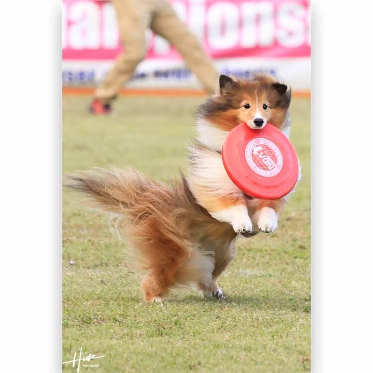 ASDC2025　小型犬だけのディスクドッグ日本一決定戦！いよいよ今週の土曜・日曜！