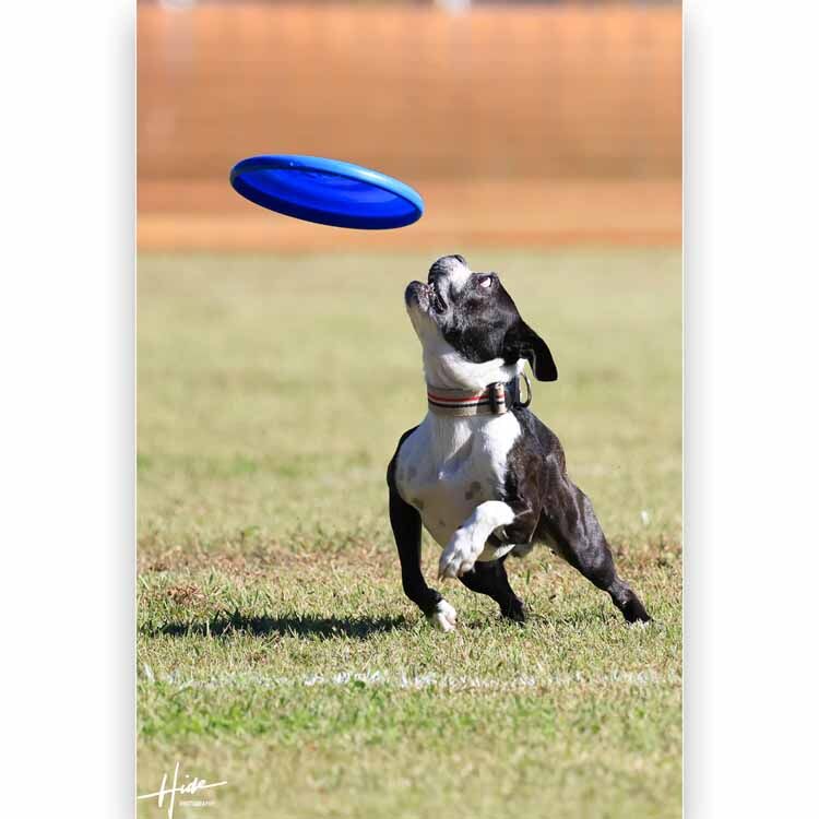 ASDC2025　小型犬だけのディスクドッグ日本一決定戦！いよいよ今週の土曜・日曜！