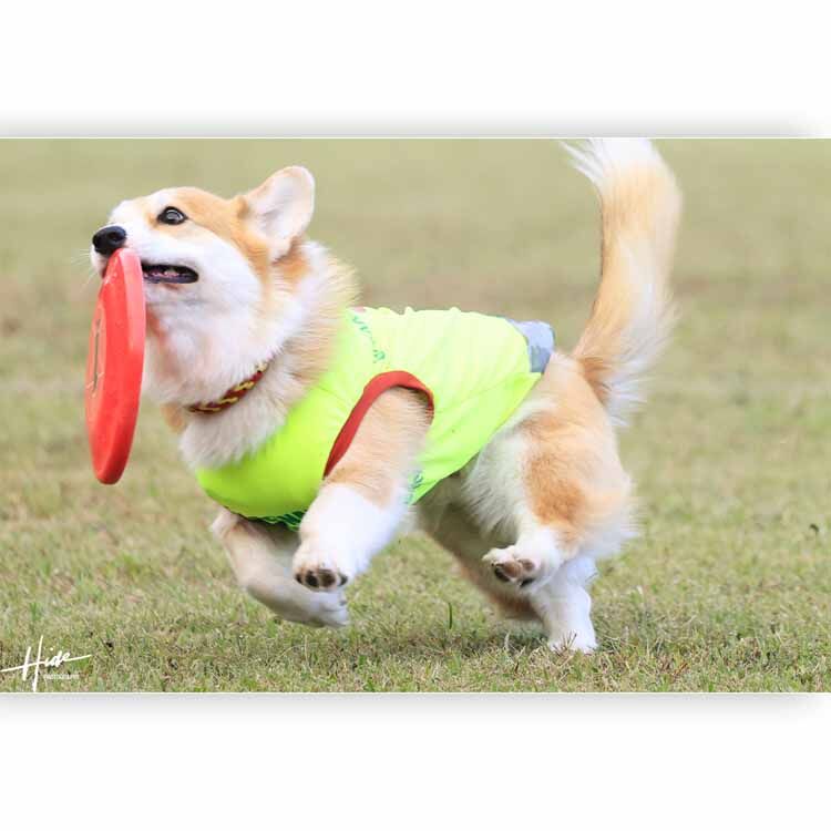 ASDC2025　小型犬だけのディスクドッグ日本一決定戦！いよいよ今週の土曜・日曜！
