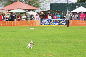 小型犬日本一を決めるビッグイベントASDC!  静岡のワンコカメラマン