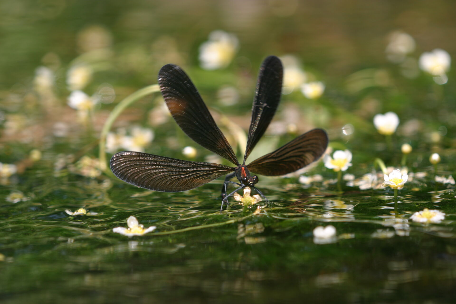 昆虫たちの生き生きとした写真。静岡のワンコカメラマン