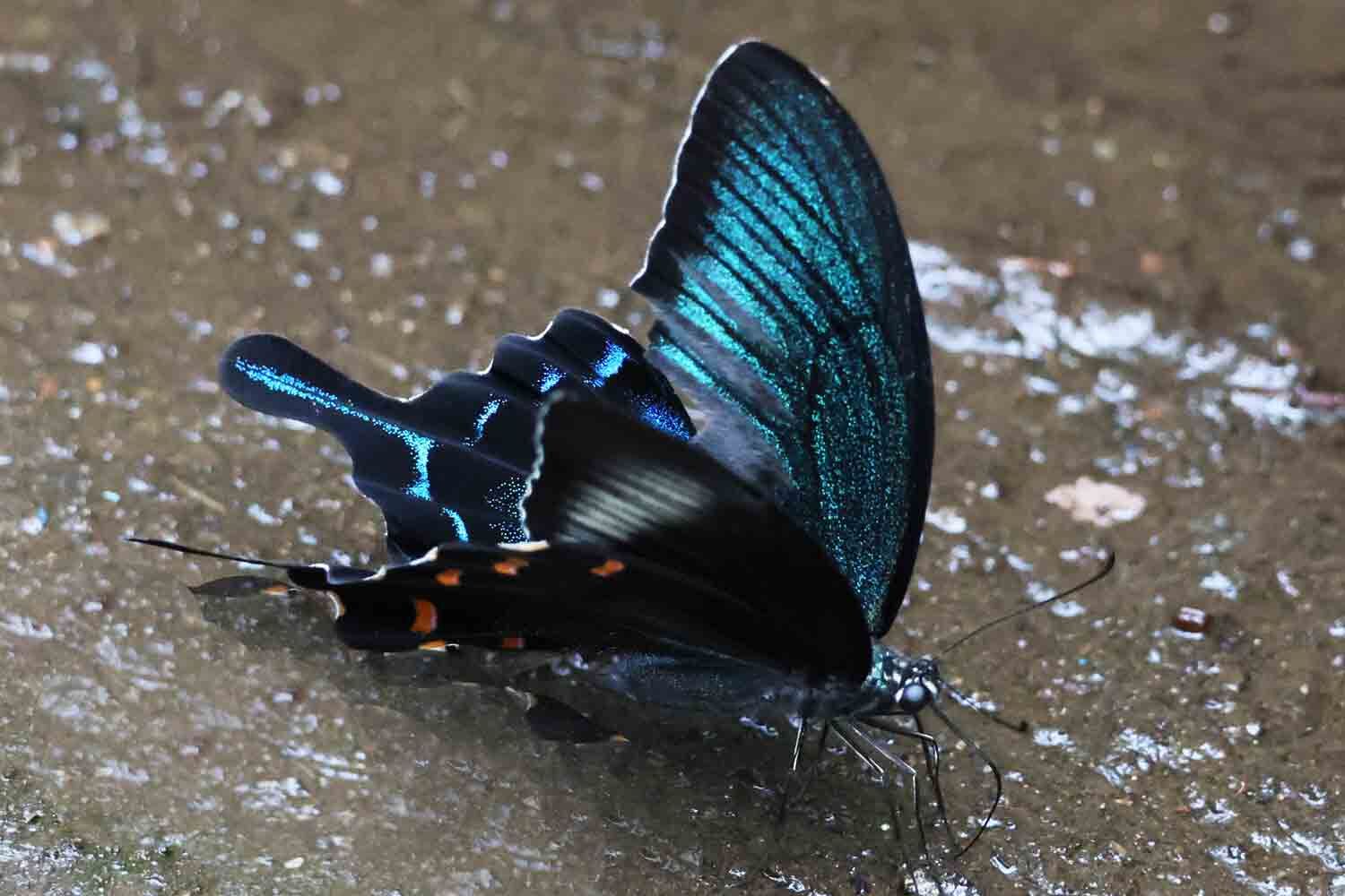 カラスアゲハの美しいこと！静岡のワンコカメラマン。