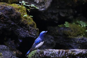 オオルリに会うことが出来ました。静岡のワンコカメラマン。