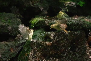 昨日投稿の写真と同じ場所で撮影できた鳥さん。静岡のワンコカメラマン