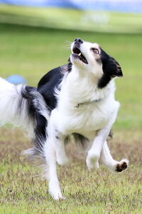 視線を切らずにディスクを追い続ける。静岡のワンコカメラマン