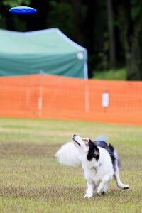 視線を切らずにディスクを追い続ける。静岡のワンコカメラマン